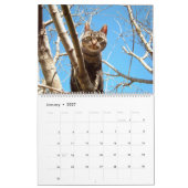 Tree Climbing Kätzchen Cat & Kittens in Bäumen 202 Kalender (Jan 2027)