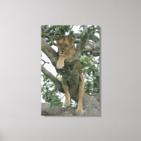 Tree climbing lioness (Panthera leo), Queen