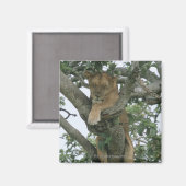 Tree climbing lioness (Panthera leo), Queen Magnet (Vorderseite/Rückseite)