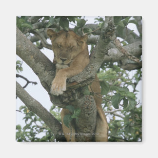 Tree climbing lioness (Panthera leo), Queen Magnet