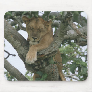 Tree climbing lioness (Panthera leo), Queen Mousepad