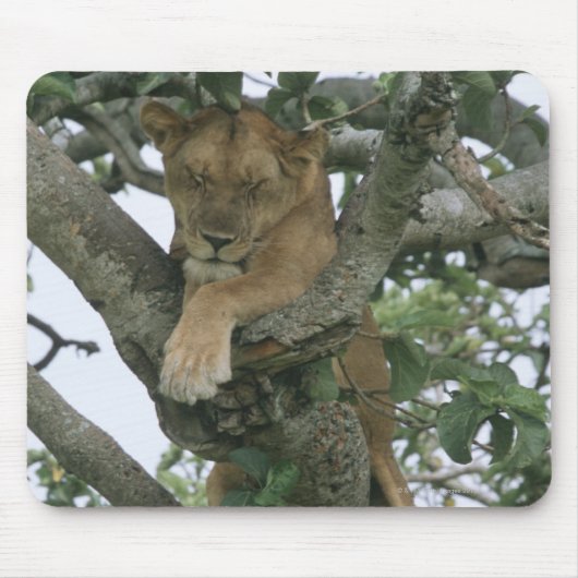 Tree climbing lioness (Panthera leo), Queen Mousepad (Vorne)