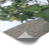 Tree climbing lioness (Panthera leo), Queen Poster (Ecke)