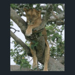 Tree climbing lioness (Panthera leo), Queen Poster<br><div class="desc">Tiere->Löwe</div>