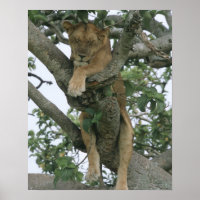 Tree climbing lioness (Panthera leo), Queen