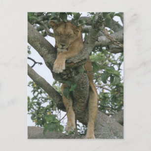 Tree climbing lioness (Panthera leo), Queen Postkarte