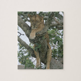Tree climbing lioness (Panthera leo), Queen Puzzle