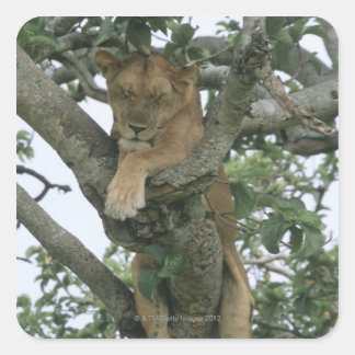 Tree climbing lioness (Panthera leo), Queen Quadratischer Aufkleber