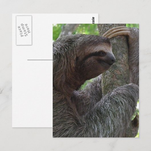 Tree Climbing Sloth Postcard Postkarte (Vorne/Hinten)