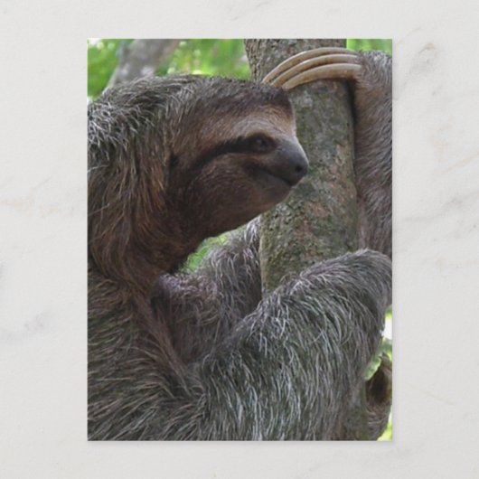 Tree Climbing Sloth Postcard Postkarte (Vorderseite)