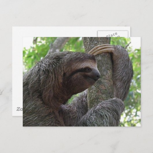Tree Climbing Sloth Postcard Postkarte (Vorne/Hinten)