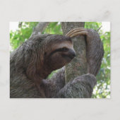 Tree Climbing Sloth Postcard Postkarte (Vorderseite)