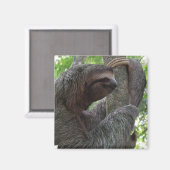 Tree Climbing Sloth Square Magnet (Vorderseite/Rückseite)