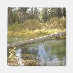 Tree Creek Foto Magnet