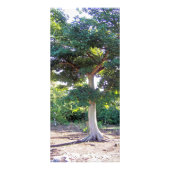 Tree der Rack-Karten der Weisheit Werbekarte (Vorne)