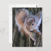 Tree Eichhörnchen Postcard Postkarte (Vorne/Hinten)