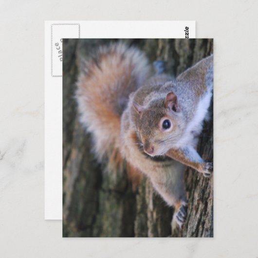 Tree Eichhörnchen Postcard Postkarte (Vorne/Hinten)