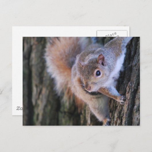Tree Eichhörnchen Postcard Postkarte (Vorne/Hinten)