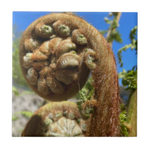 Tree Fern Frond Fliese