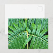 Tree Fern Frond Postkarte (Vorne/Hinten)