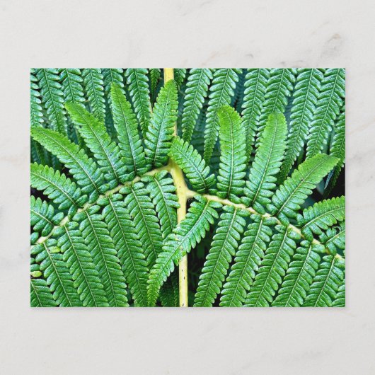 Tree Fern Frond Postkarte (Vorderseite)