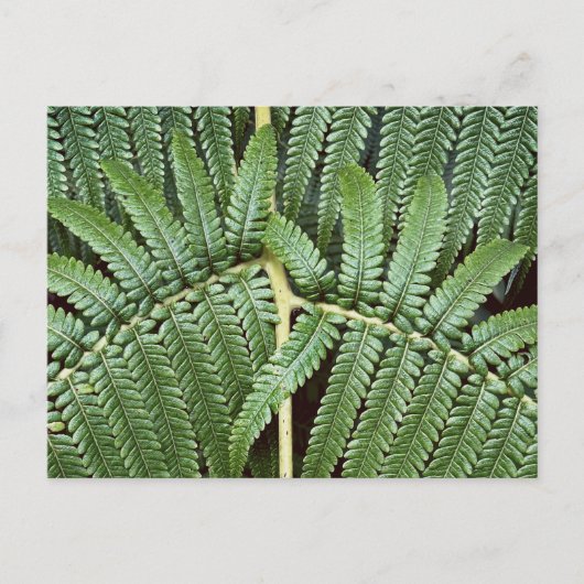 Tree Fern Frond Postkarte (Vorderseite)