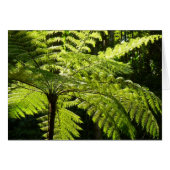 Tree Fern im Regenwald (Vorderseite (Horizontal))