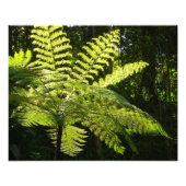 Tree Fern im Regenwald Fotodruck (Vorne)