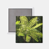 Tree Fern im Regenwald Magnet (Vorderseite/Rückseite)
