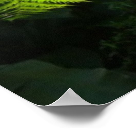 Tree Fern im Regenwald Poster (Ecke)