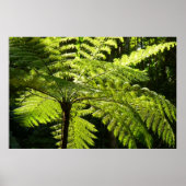 Tree Fern im Regenwald Poster (Vorne)