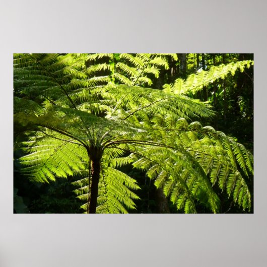 Tree Fern im Regenwald Poster (Vorne)