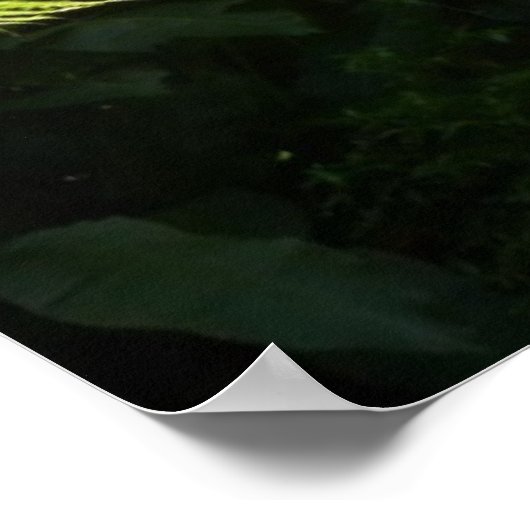 Tree Fern im Regenwald Poster (Ecke)