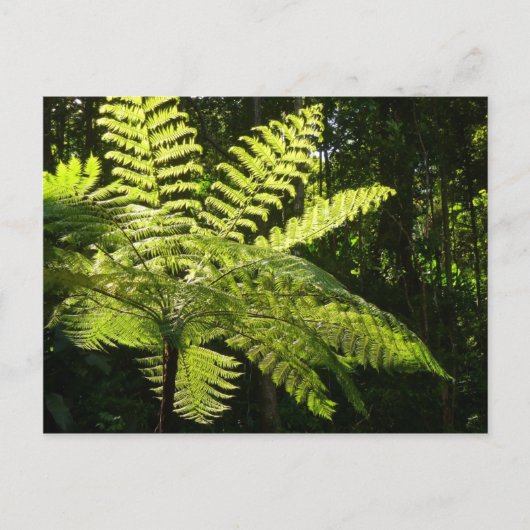 Tree Fern im Regenwald Postkarte (Vorderseite)