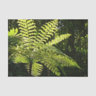 Tree Fern im Regenwald Seidenpapier