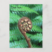 Tree Fern Neuseeland Postkarte (Vorderseite)
