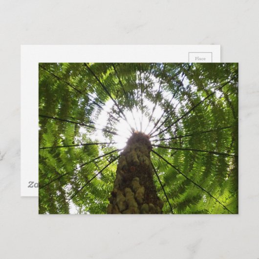Tree Fern Postkarte (Vorne/Hinten)