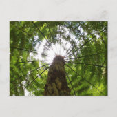 Tree Fern Postkarte (Vorderseite)