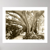Tree Fine Art Foto Schwarz-weiß Sepia Los Angeles Poster (Vorne)