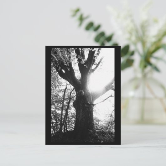 Tree Fotografy Postcard Postkarte (Stehend Vorderseite)