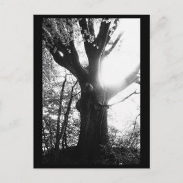 Tree Fotografy Postcard Postkarte
