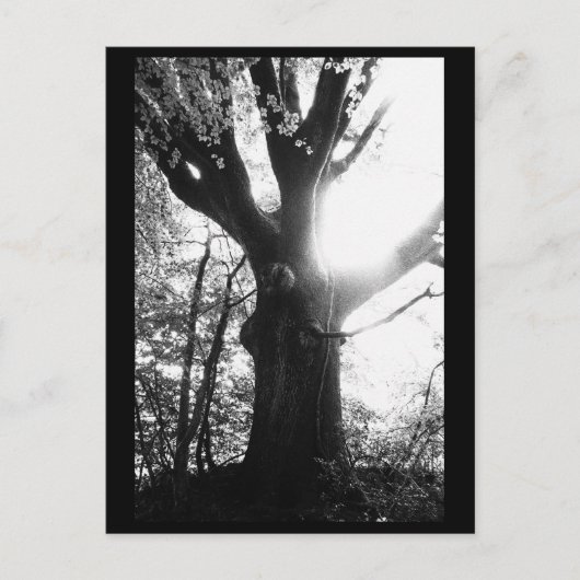 Tree Fotografy Postcard Postkarte (Vorderseite)