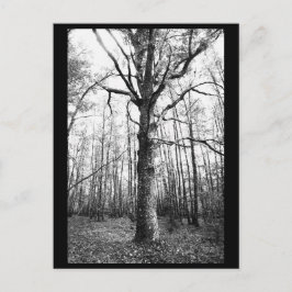 Tree Fotografy Postcard Postkarte