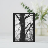 Tree Fotografy Postcard Postkarte (Stehend Vorderseite)
