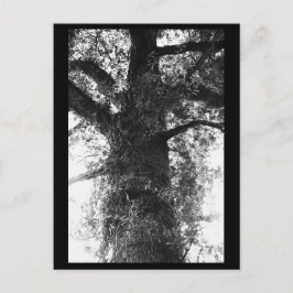 Tree Fotografy Postcard Postkarte