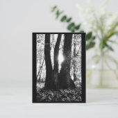Tree Fotografy Postcard Postkarte (Stehend Vorderseite)