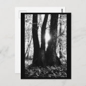 Tree Fotografy Postcard Postkarte (Vorne/Hinten)
