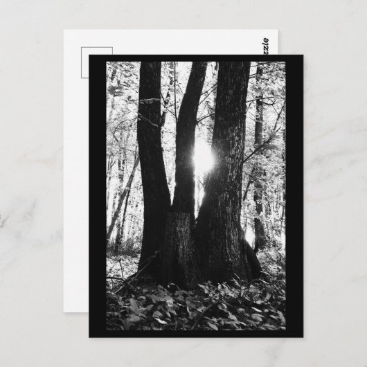 Tree Fotografy Postcard Postkarte (Vorne/Hinten)
