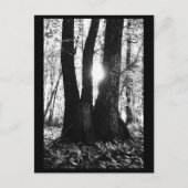 Tree Fotografy Postcard Postkarte (Vorderseite)