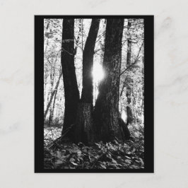 Tree Fotografy Postcard Postkarte